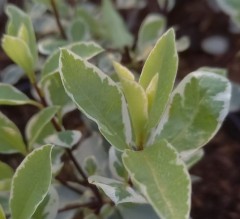 Pittosporum Tenuifolium 'Collaig Silver'